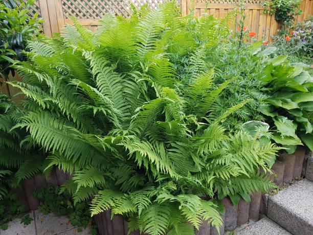 istock ostrich fern, Matteuccia, struthiopteris 899372032