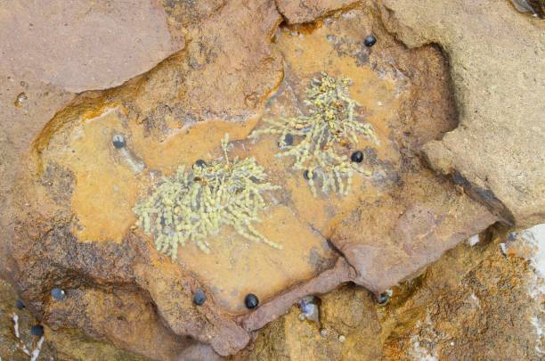 istock Tidal pool with seaweed and limpets 899372476