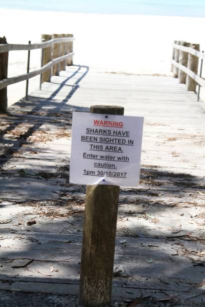 istock Shark warning sign at beach in Queensland Australia 899372738
