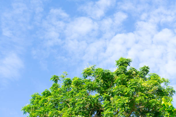 istock Green leaves cut to the sky and clouds 899373426