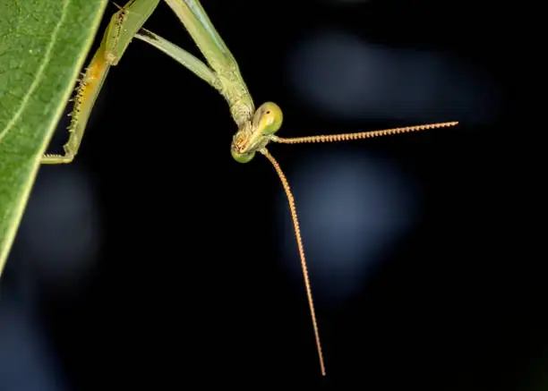 Praying-mantis on leaf close up photo - macro photo of Praying-mantisPraying-mantis on leaf close up photo - macro photo of Praying-mantis