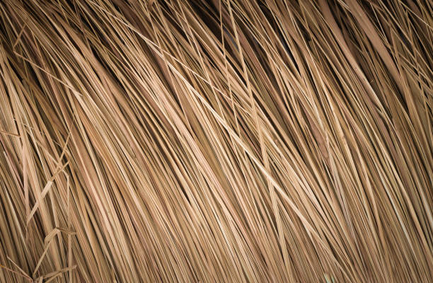 istock Holiday Shavuot, harvest, hay background 899374044