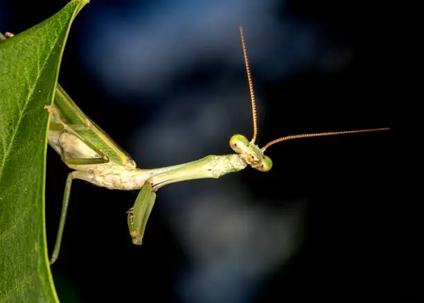 Praying-mantis on leaf close up photo - macro photo of Praying-mantis