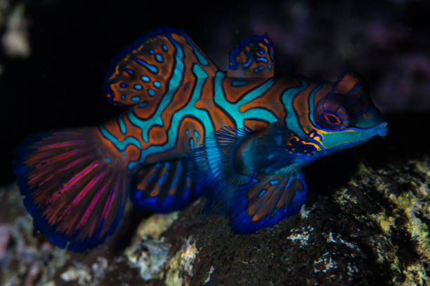 istock Mandarinfish in Banda Sea 899380638