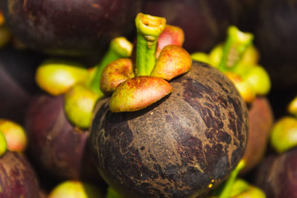 istock Mangosteen on the scales 899380850