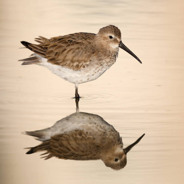 istock Dunlin in winter plumage - Florida 899384166