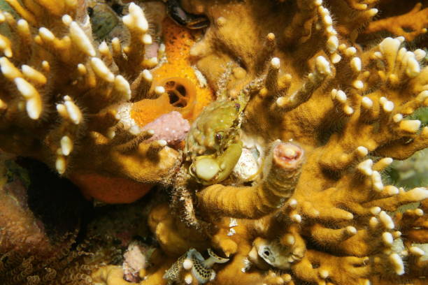 istock Marine life a green clinging crab on fire coral 899384348