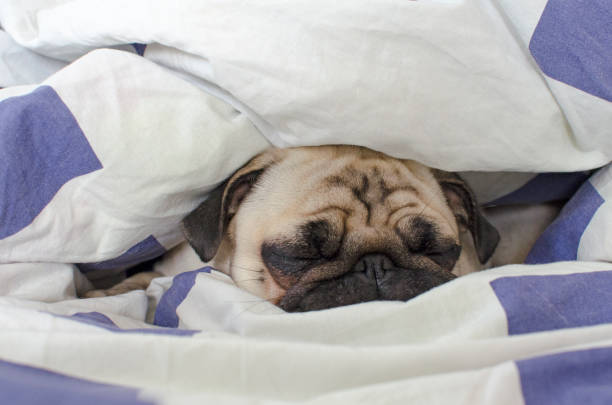 istock Cute small dog breed pug pug asleep in bad 899385168