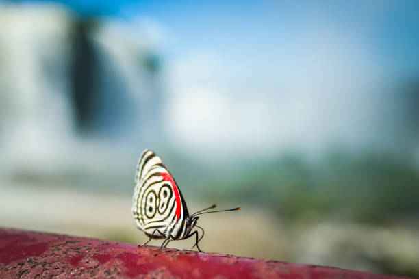 Butterfly Iguacu stock photo