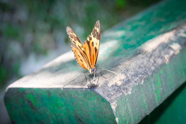 Yellow butterfly on wood stock photo