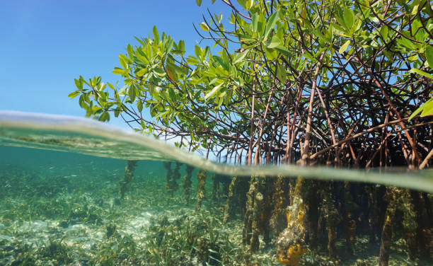 mangrove bäume wurzeln über und unter wasser - mangrove stock-fotos und bilder