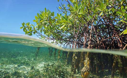 Raíces de árboles de manglar por encima y debajo del agua photo