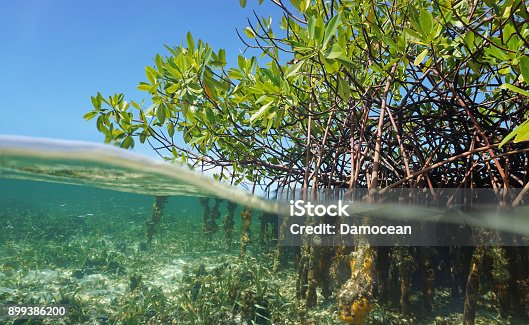 istock Mangrove trees roots above and below the water 899386200