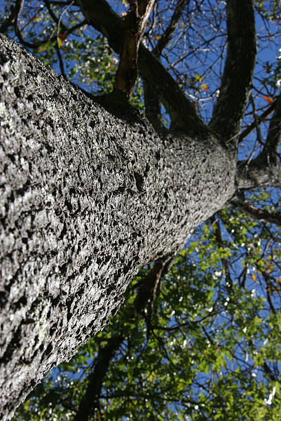 Towering Tree stock photo