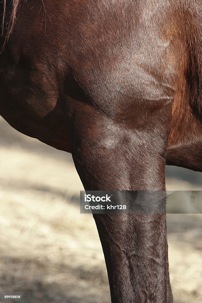 Thoroughbred s spalla - Foto stock royalty-free di Cavallo - Equino