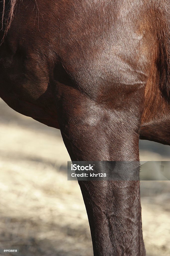 Чистокровная's плеча - Стоковые фото Лошадь роялти-фри