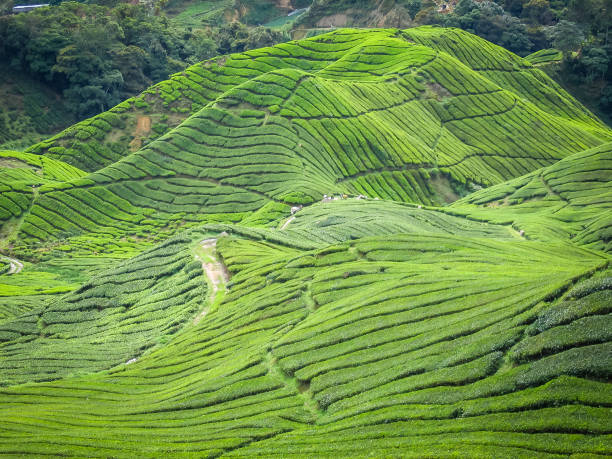Rice fields stock photo