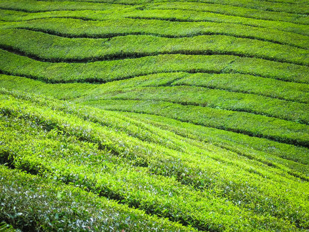 Tea fields in Bali stock photo