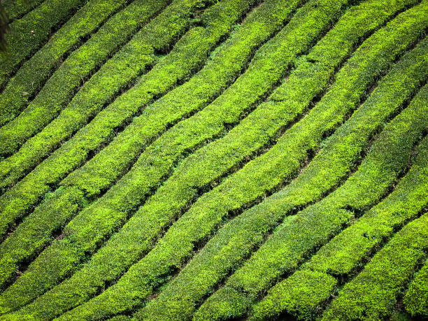Tea fields in Bali stock photo