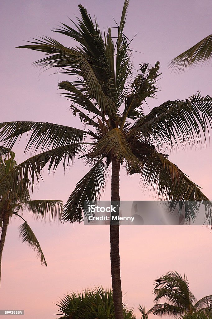 Coucher du soleil - Photo de Arbre libre de droits