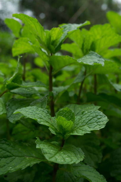 istock mint plant grow at vegetable garden 899389224