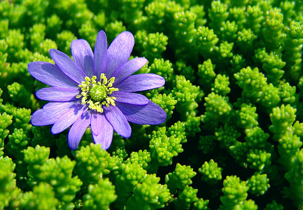 Little azul Margarita. - foto de stock