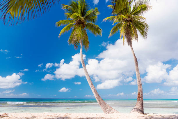 istock Saona Island, Dominican Republic 899389682