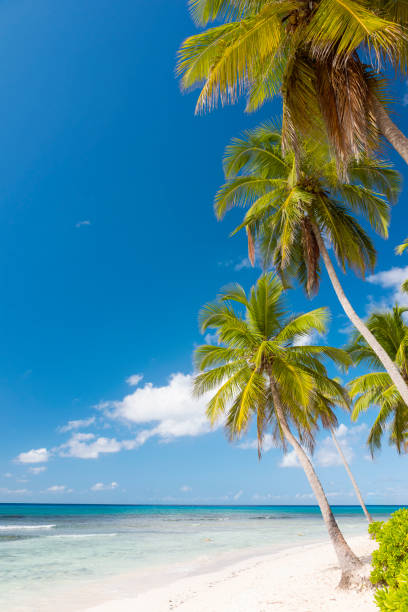 istock Saona Island, Dominican Republic 899389726