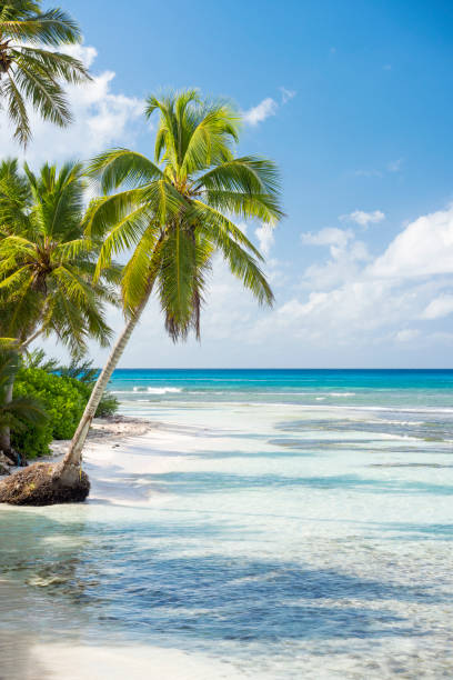 istock Saona Island, Dominican Republic 899389768