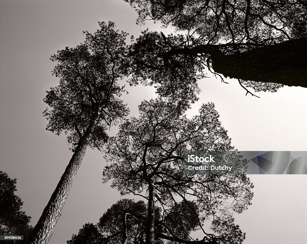 Silhouette de la composition des arbres. - Photo de Abstrait libre de droits