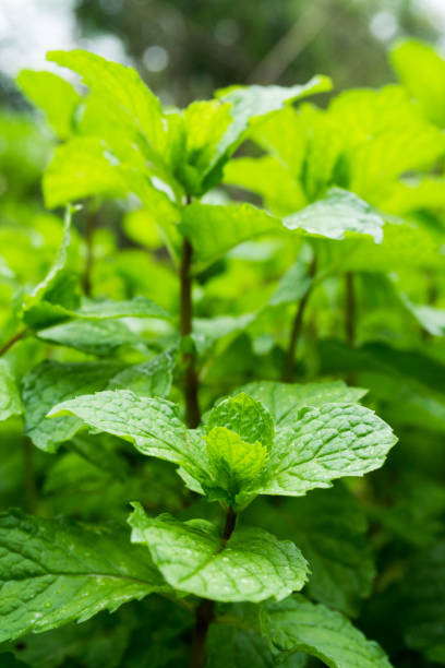 istock close up Green peppermint leaves 899392256
