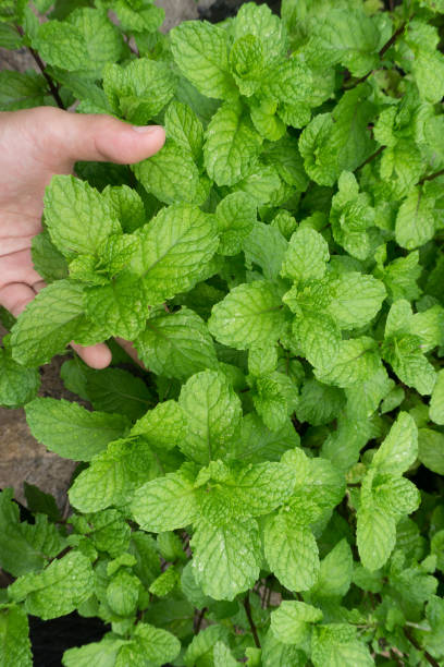istock mint plant grow at vegetable garden 899392526