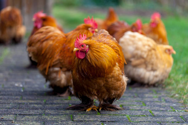 istock a german cock portrait on green background 899392540