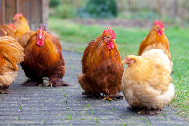 istock a german cock portrait on green background 899392594