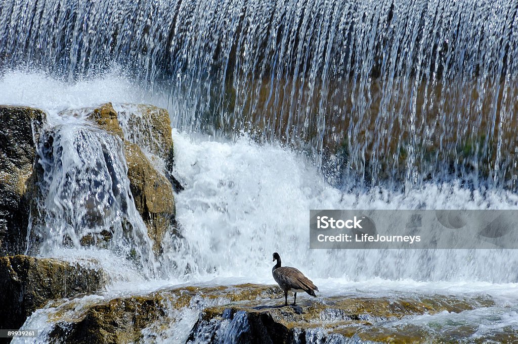 Idaho Falls - Foto de stock de Agua libre de derechos