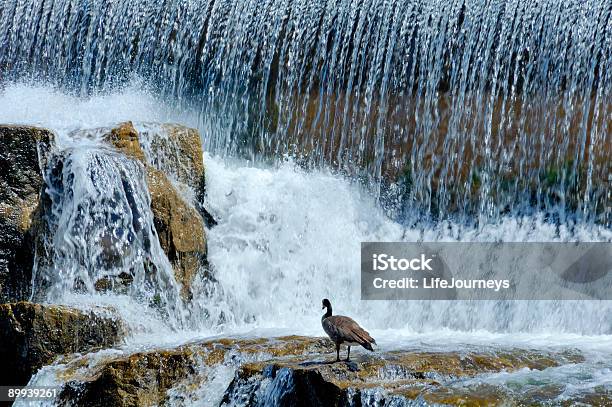 Idaho Falls Foto de stock y más banco de imágenes de Agua - Agua, Aire libre, Ala de animal