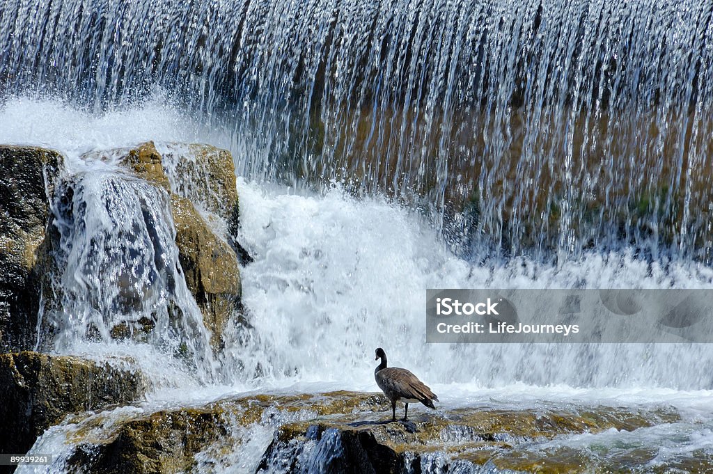 Idaho Falls - Foto de stock de Animal selvagem royalty-free