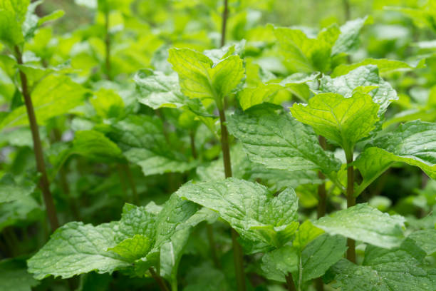istock mint plant grow at vegetable garden 899392686