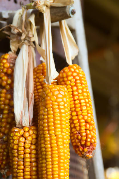 Close up of Corn Cob on Farm
