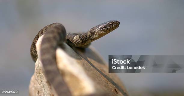 노던 물뱀 0명에 대한 스톡 사진 및 기타 이미지 - 0명, 돌-바위, 동물 머리