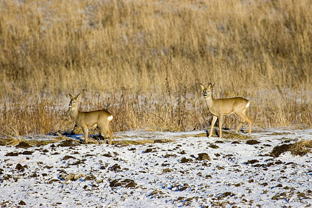 Roe deers love roe deer stock pictures, royalty-free photos & images