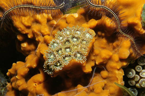 istock Mat zoanthids surrounded by cliona sea sponge 899394242