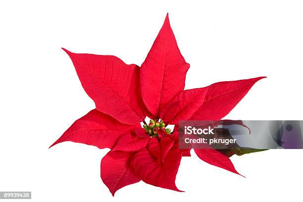 Photo libre de droit de Rouge Poinsettia banque d'images et plus d'images libres de droit de Objet ou sujet détouré - Objet ou sujet détouré, Poinsettia, Affectueux