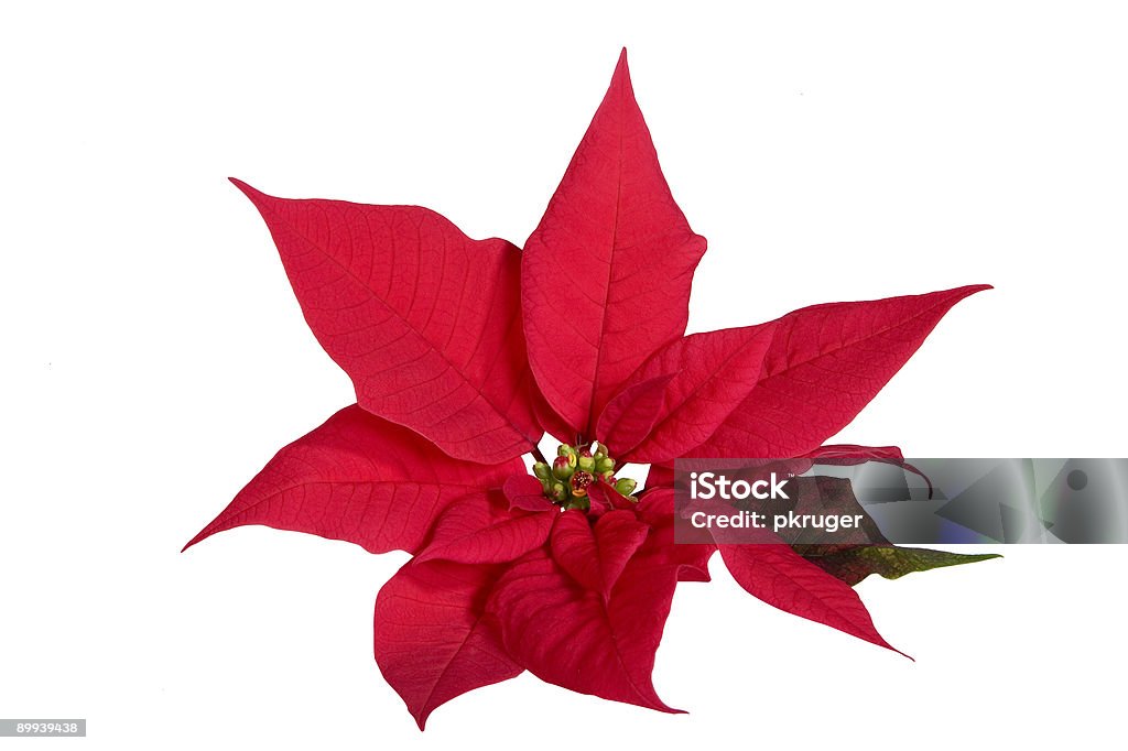 Red Poinsettia  Cut Out Stock Photo