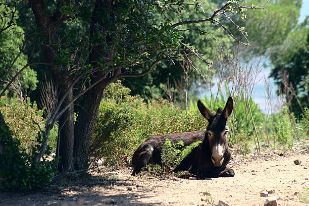 corsica sceneries stock photo