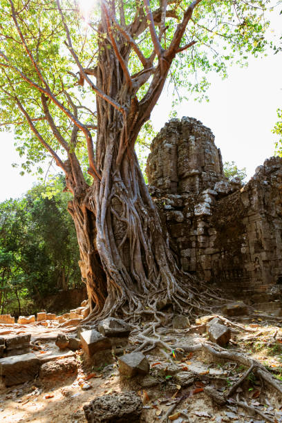 istock Prasat Ta Prum or Ta Prohm Temple complex, near Siem Reap, Cambodia. 899396580