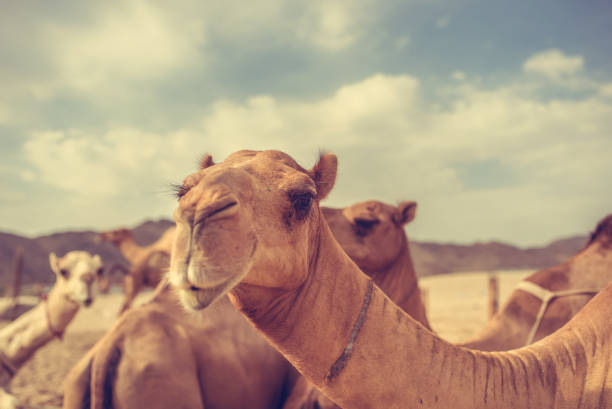 Head of dromedary domesticated riding camel tied up with metal chain to a palm tree trunk