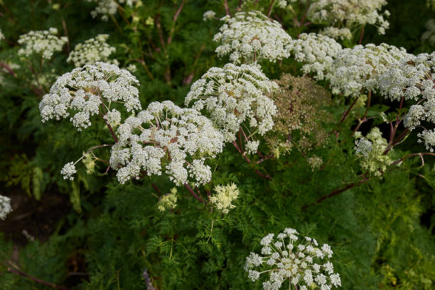 istock Selinum wallichianum 899396866