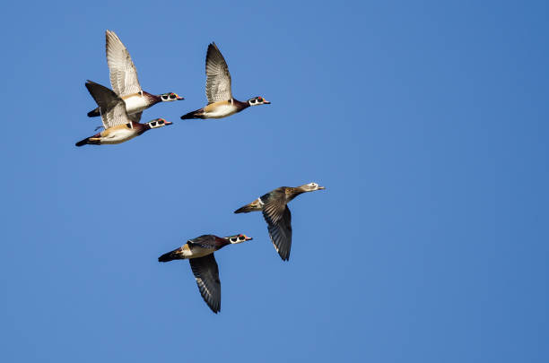 istock Five Wood Ducks Flying in a Blue Sky 899397404