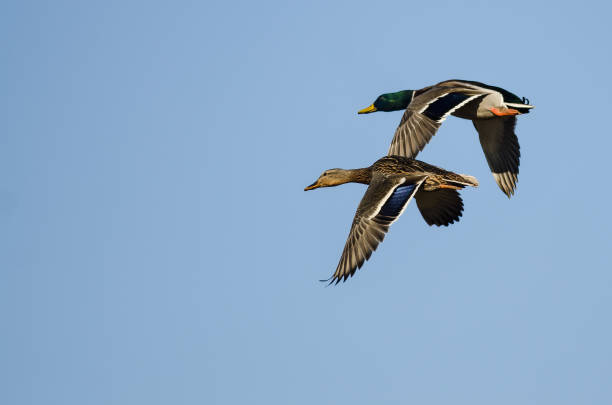 istock Pair of Mallard Ducks Flying in a Blue Sky 899397574